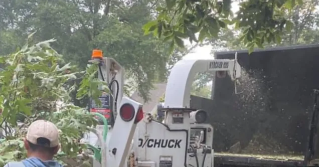 What Licensed and Insured Tree Service Means for Homeowners in the Greater Lafayette Area