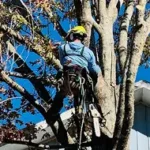 Tree Trimming & Pruning