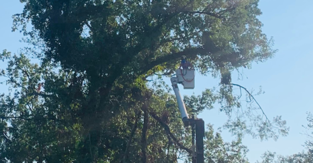 Tree Pruning in Lafayette, LA