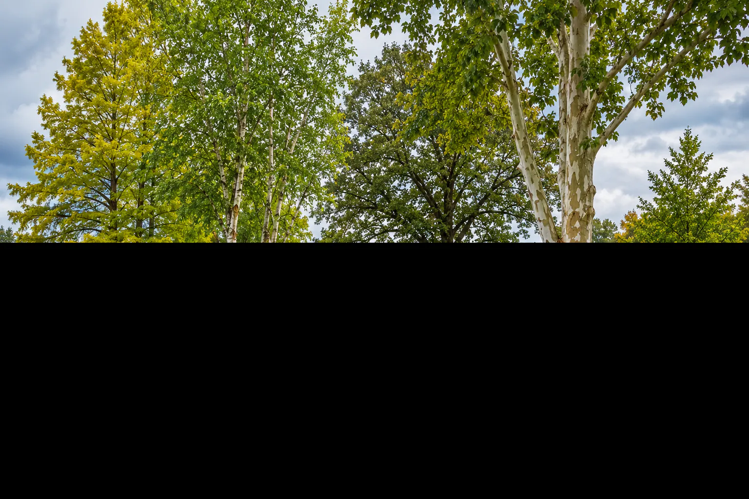 What Tree Selection Works Best for Culpeper and Fauquier County Properties That Hold Water